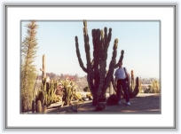 california029 * 20 Ian 2001- San Diego
O gradina de cactusi... ciudat pentru mine era faptul ca se gaseau in aer liber (uitasem ca de fapt clima in zona este arida si totul este uscat cu exceptia zonelor locuite, unde totul este udat continu de om).
 * 2343 x 1571 * (585KB)