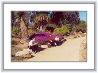california030 * 20 Ian 2001- San Diego
Pe langa cactusi erau si alte flori... si pomi foarte ciudati... si totusi era iarna!!! * 2341 x 1593 * (767KB)