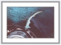 california038 * 20 Ian 2001- San Diego
Sea World - inotand cu rechinii ... titlu impresionant nu?! Era de fapt un tunel de sticla iar rechinii inotau de jur-imprejur si bineinteles pe deasupra. * 2342 x 1571 * (503KB)