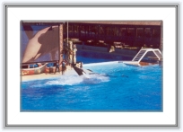 california040 * 20 Ian 2001 - San Diego
Sea World - miscarile balenelor erau afisate si pe un ecran imens... dar balenele nu erau asa de uriase cum mi le imaginasem eu. * 2326 x 1501 * (629KB)