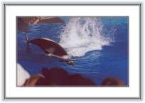 california043 * 20 Ian 2001- San Diego
Sea World - balena vazuta de aproape * 2363 x 1501 * (544KB)