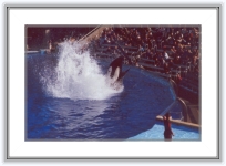 california044 * 20 Ian 2001- San Diego
Sea World - balena inotand pe coada, in pozitie verticala... si nu... e sigura ca nu erau delfini... erau balene ucigase. * 2338 x 1563 * (628KB)